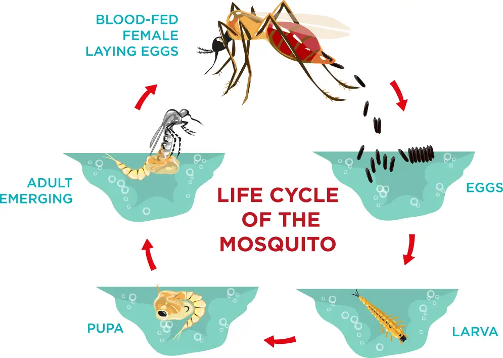 Mosquito Lifecycle