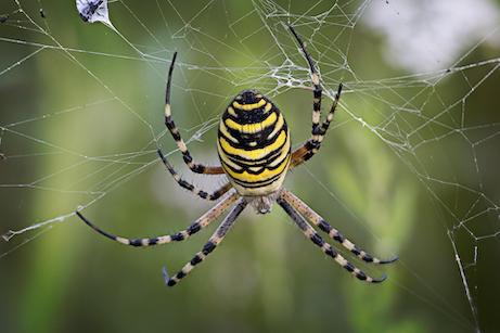 garden spider