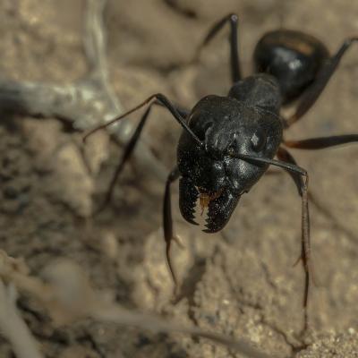 carpenter ant