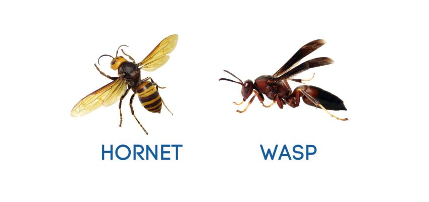hornet vs wasp identification picture