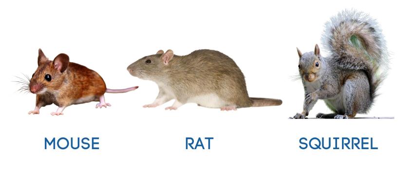 mouse, rat, and squirrel graph