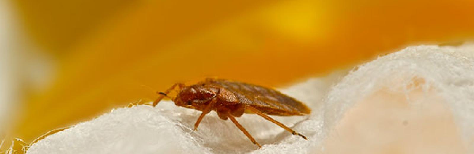 a bed bug close up