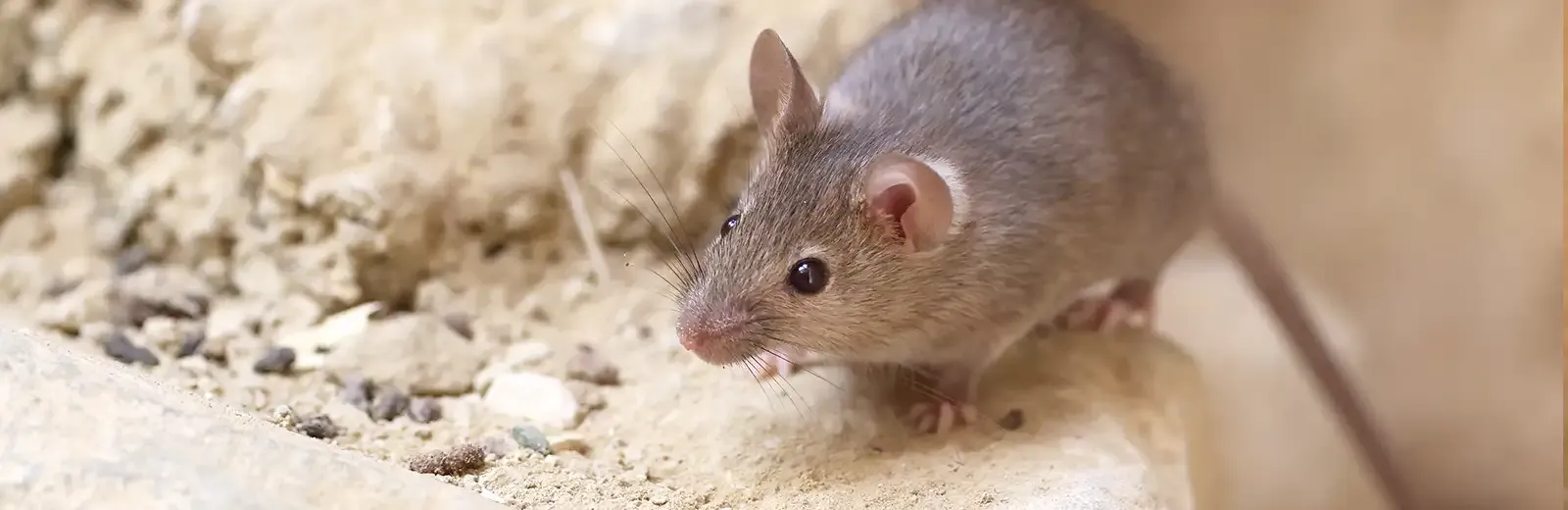 a mouse on a ledge