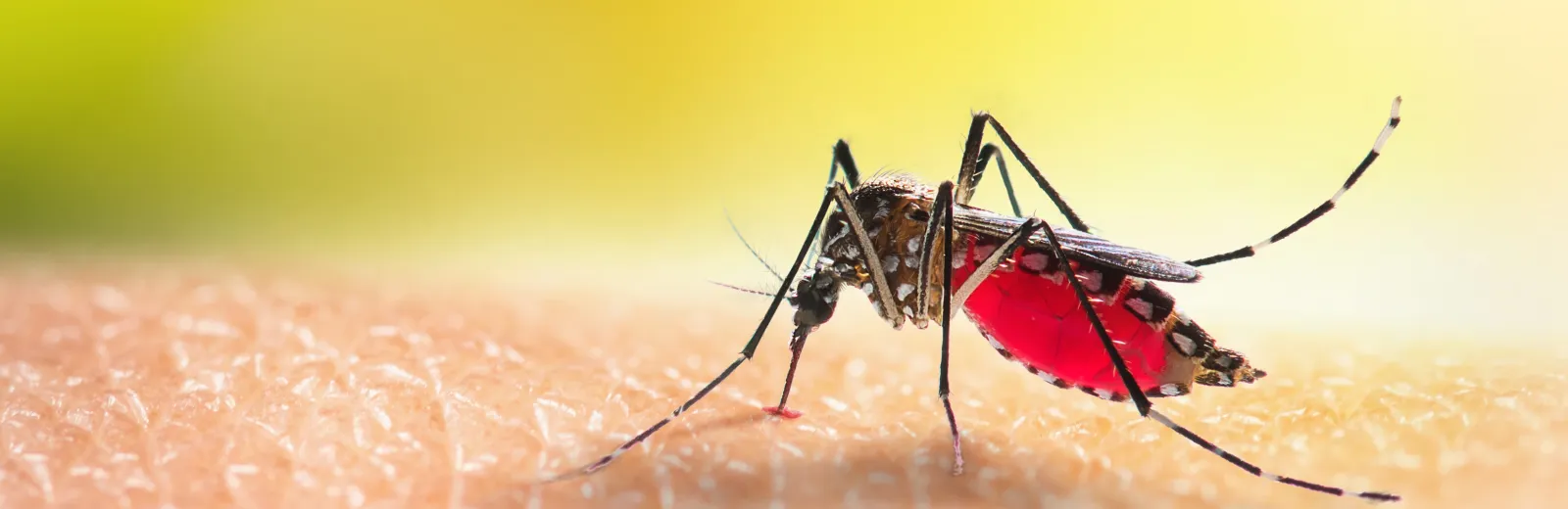 Mosquito