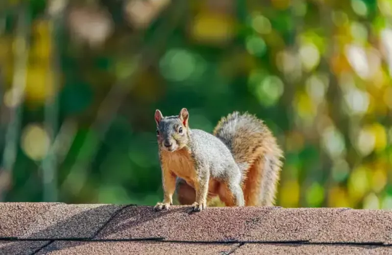 a squirrel on a roof