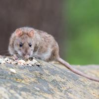 brown rat