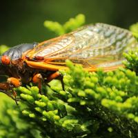 cicada