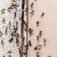 a group of ants on a wall