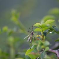 Crane Fly on Leaf