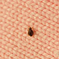 bed bug on fabric