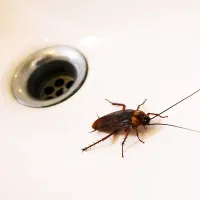 palmetto bug next to the sink drain