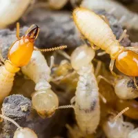 south carolina termites