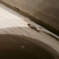 silverfish in home