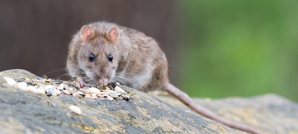 brown rat