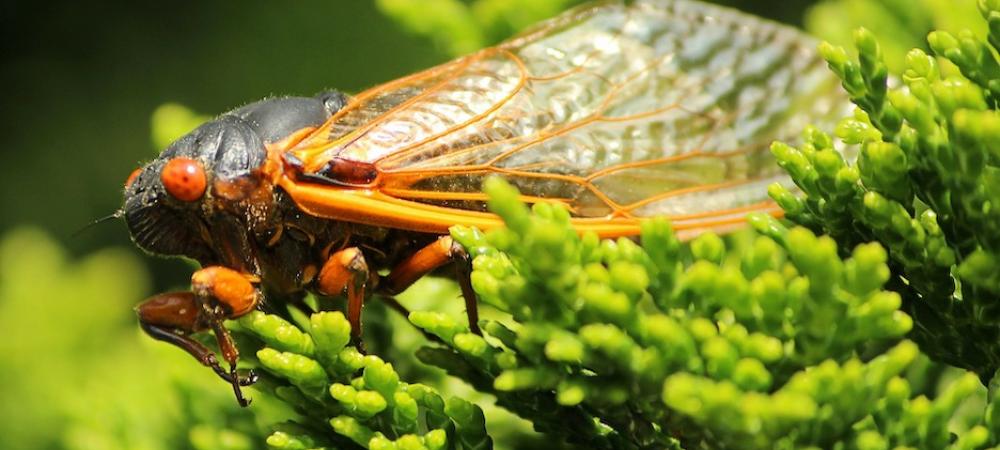 cicada