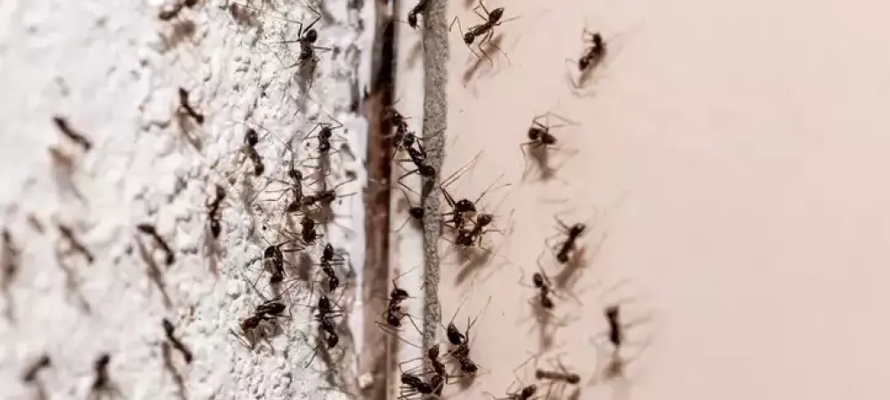 a group of ants on a wall