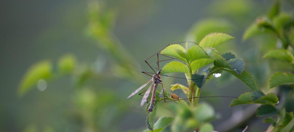 Crane Fly on Leaf