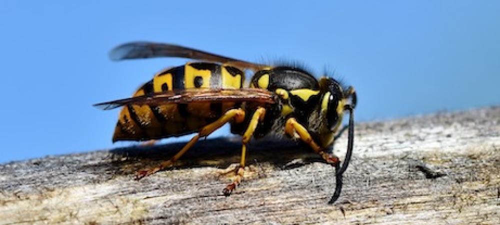 hornet on a stick