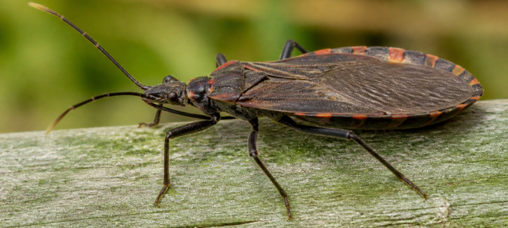 a kissing bug on a piece of wood