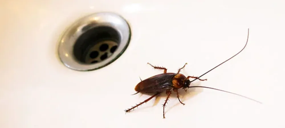 palmetto bug next to the sink drain