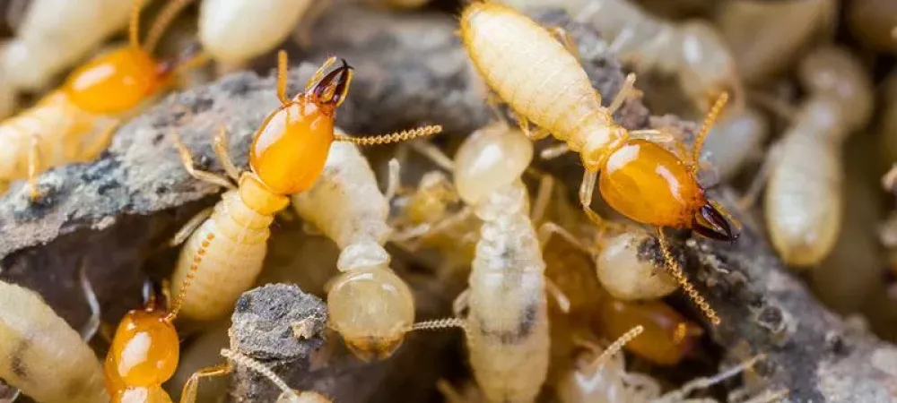 south carolina termites