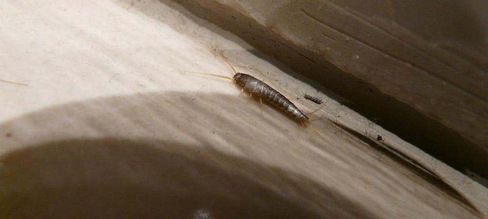 silverfish in home