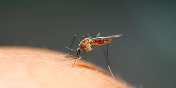 Mosquito on Skin