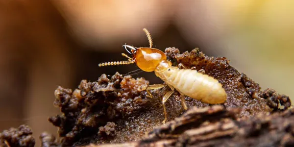 Termite image