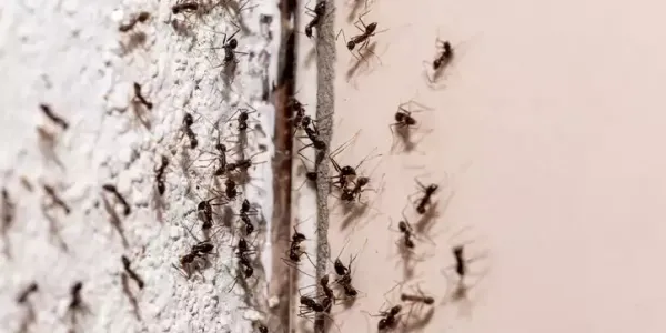 a group of ants on a wall