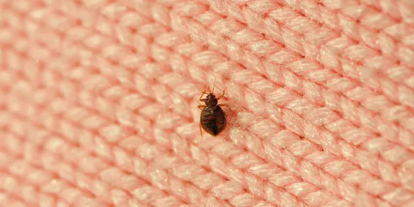 bed bug on fabric