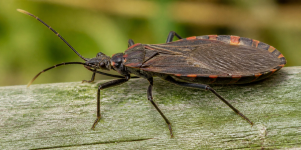 a kissing bug on a piece of wood