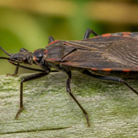 a kissing bug on a piece of wood